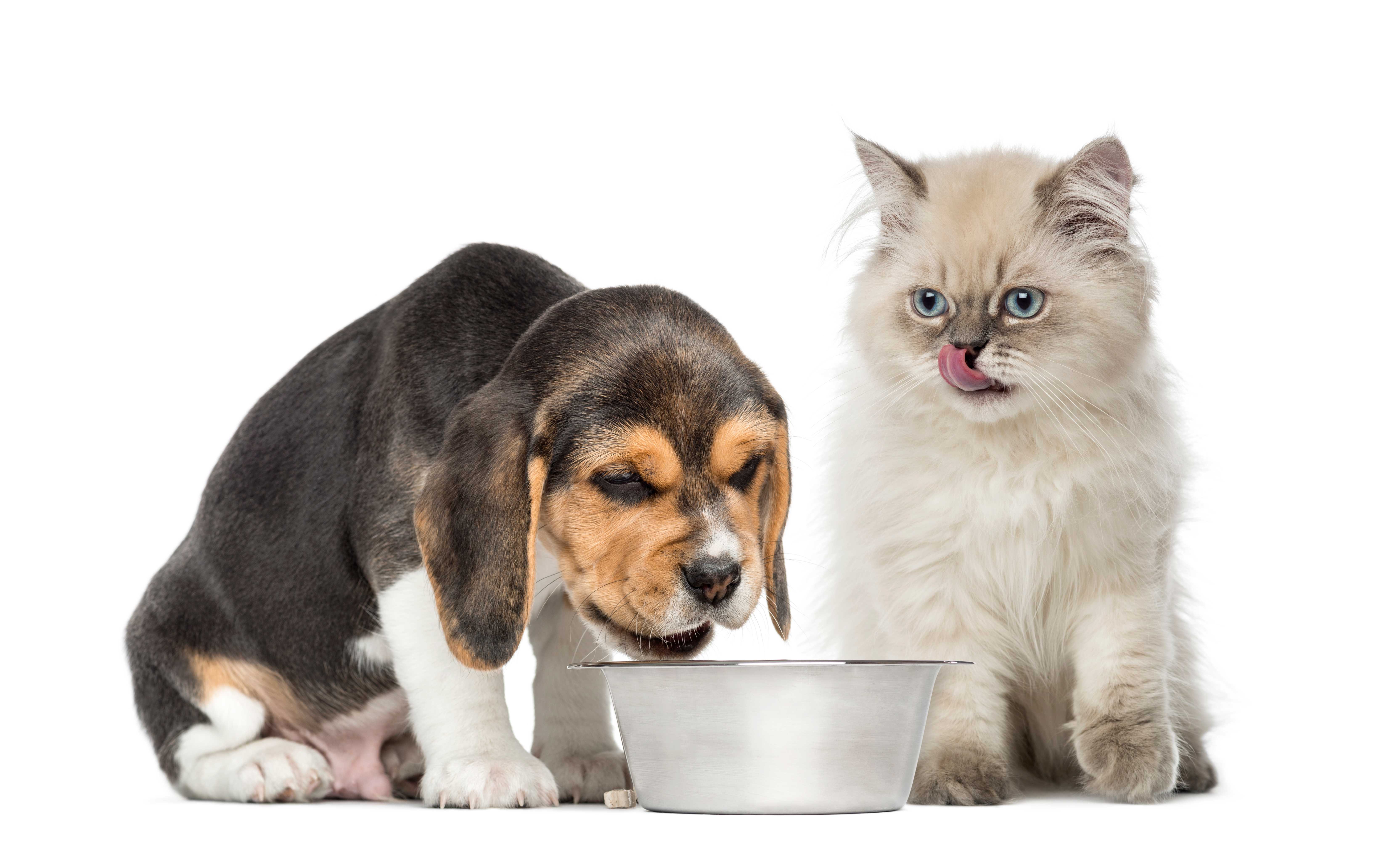 Rações para cães e gatos Landing Image