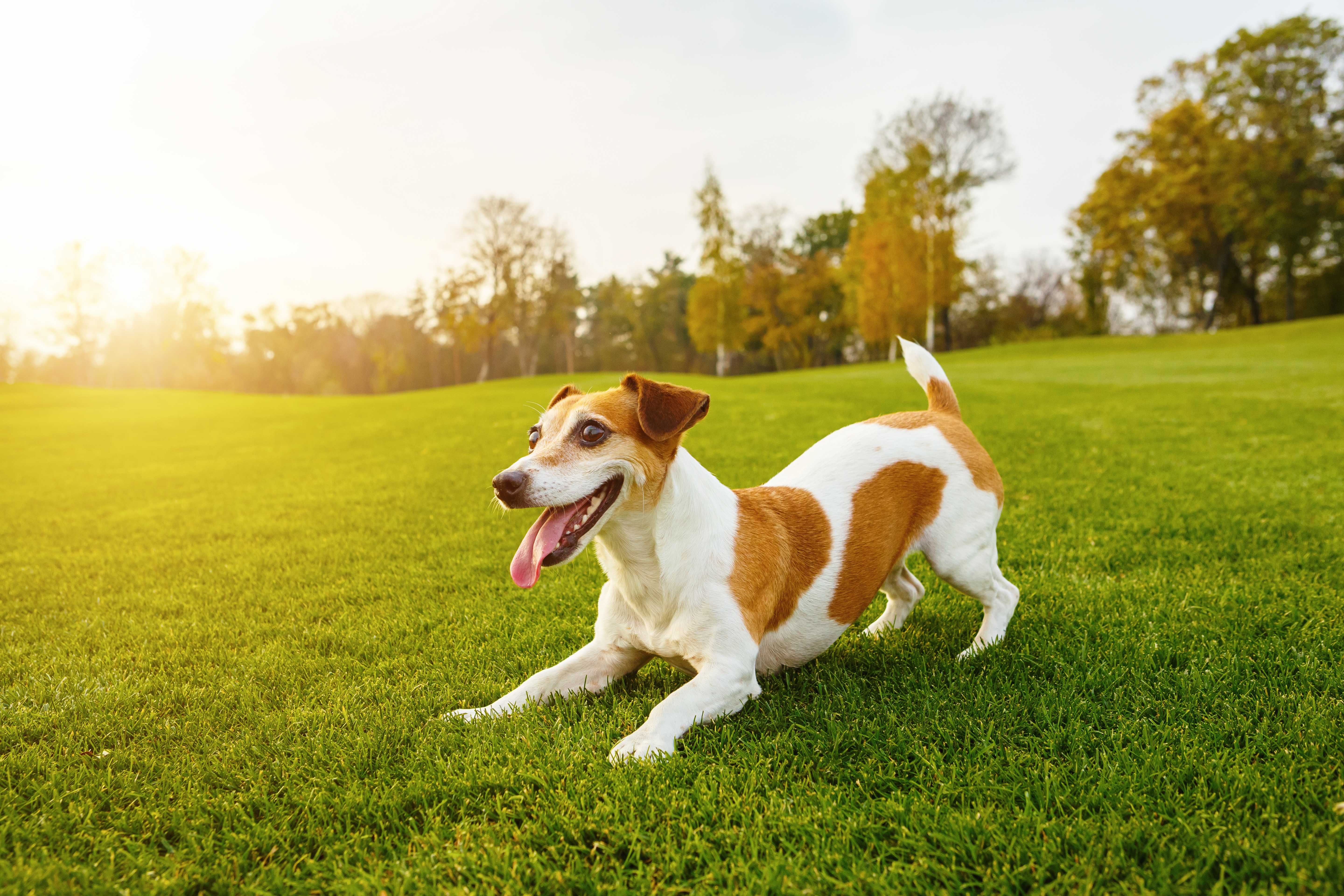 Rações para cães e gatos Landing Hero Top Image