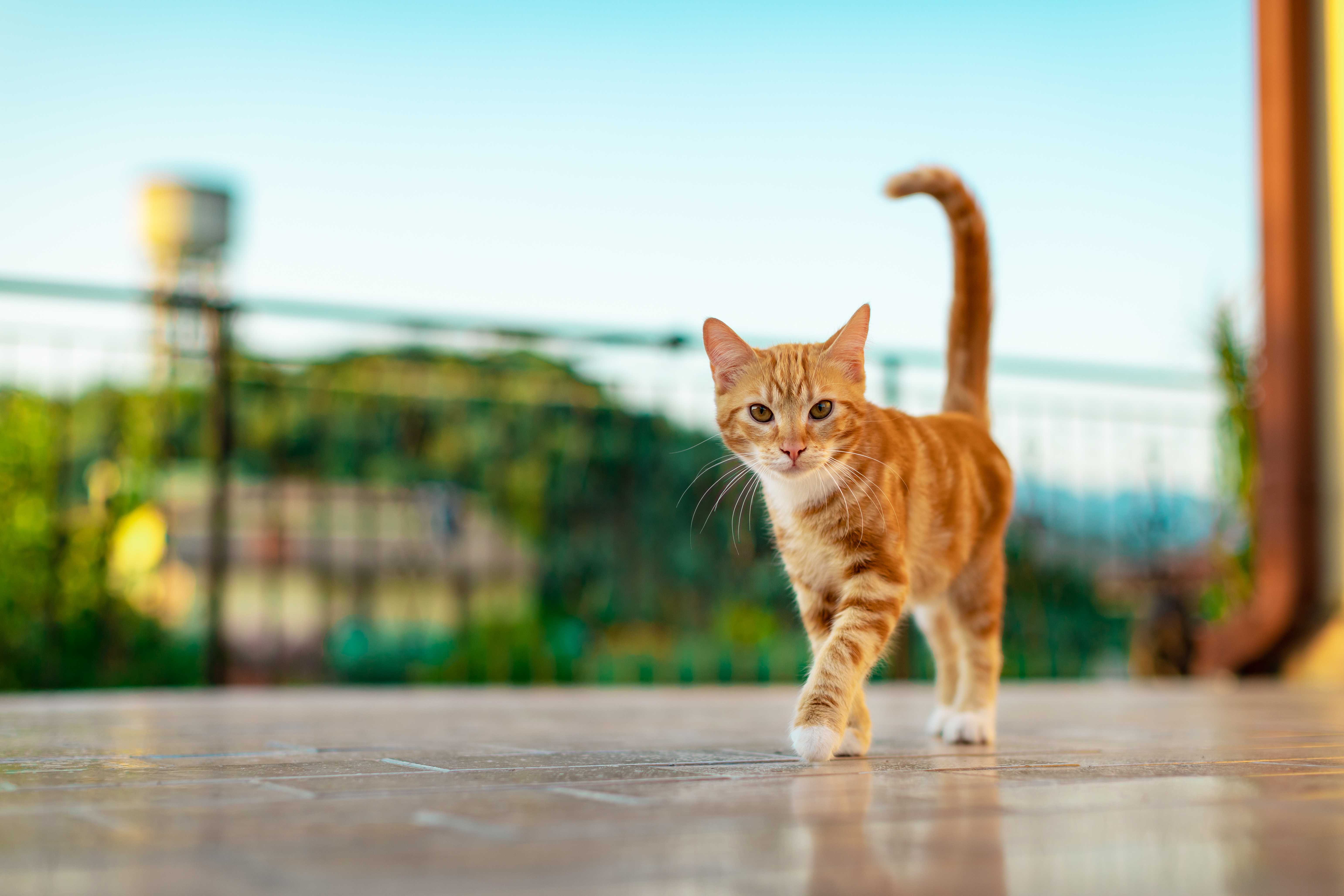 Rações para cães e gatos Landing Hero Bottom Image